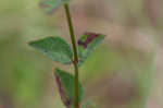 Fringed meadowbeauty